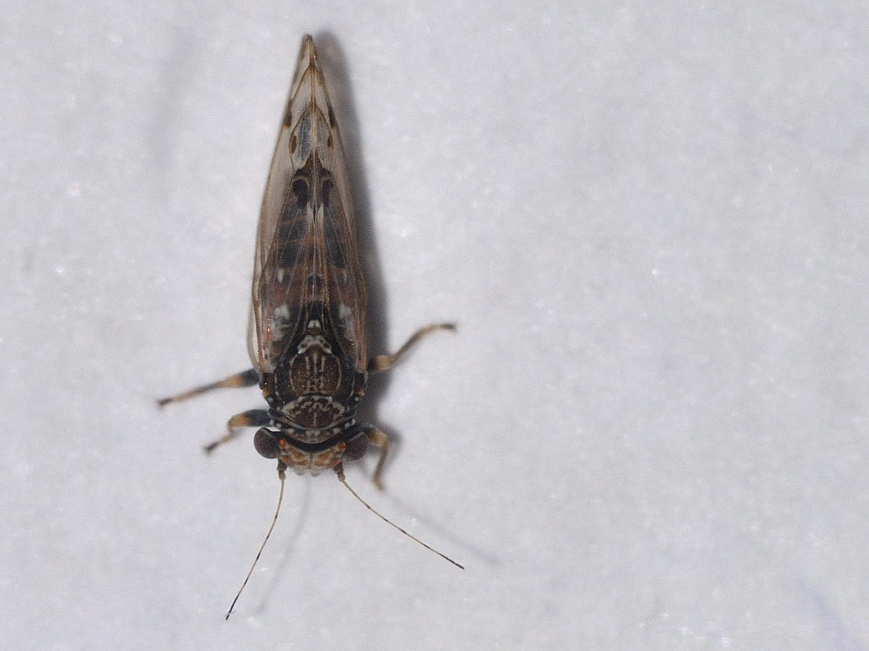 ID Psyllidae ?